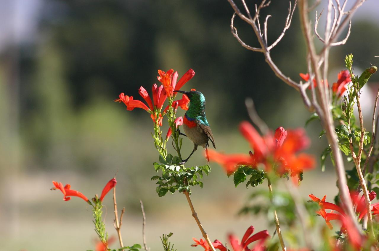 Fraaigelegen Farm - Home Of Adhara Evoo Tulbagh Exterior foto